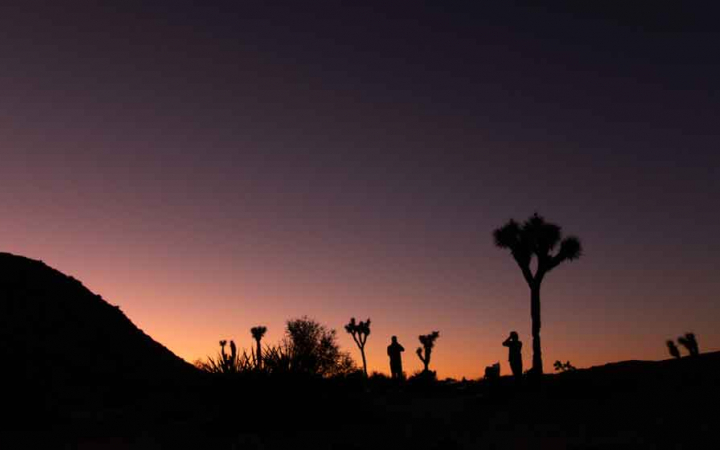The silhouettes of Joshua Trees are illuminated against an orange, pink and purple sky as the sun sets or rises. 